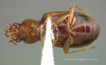 Media type: image;   Entomology 5576 Aspect: habitus ventral view